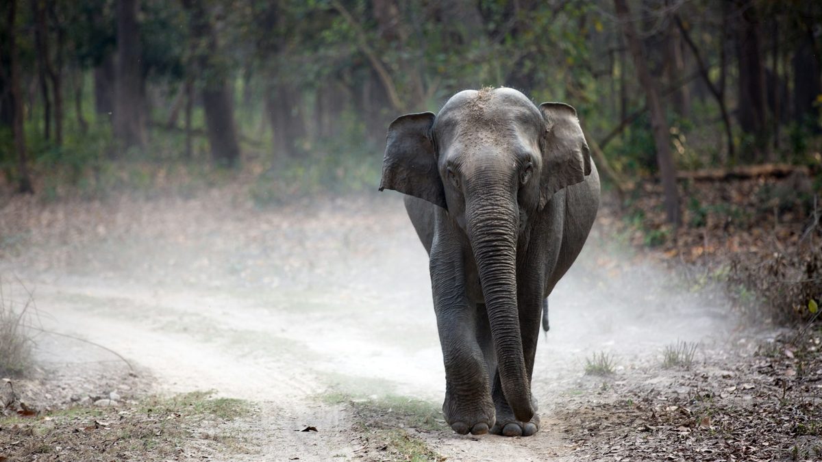 An Asian elephant walking along a dusty forest track, ears spread, kicking up dust behind it