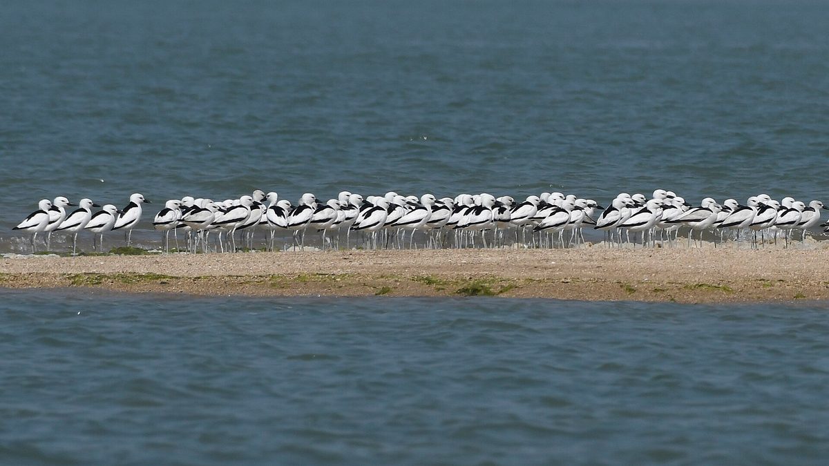 A dense flock of black and white crab-plovers standing on a low sandbar surrounded by shallow sea water at Balachadi, Jamnagar