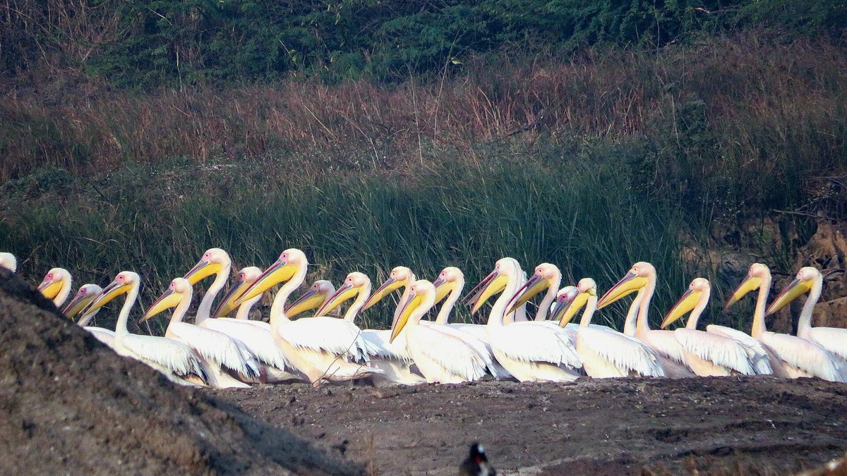 A long line of great white pelicans resting on a mudbank in front of tall reeds at Khijadiya Bird Sanctuary