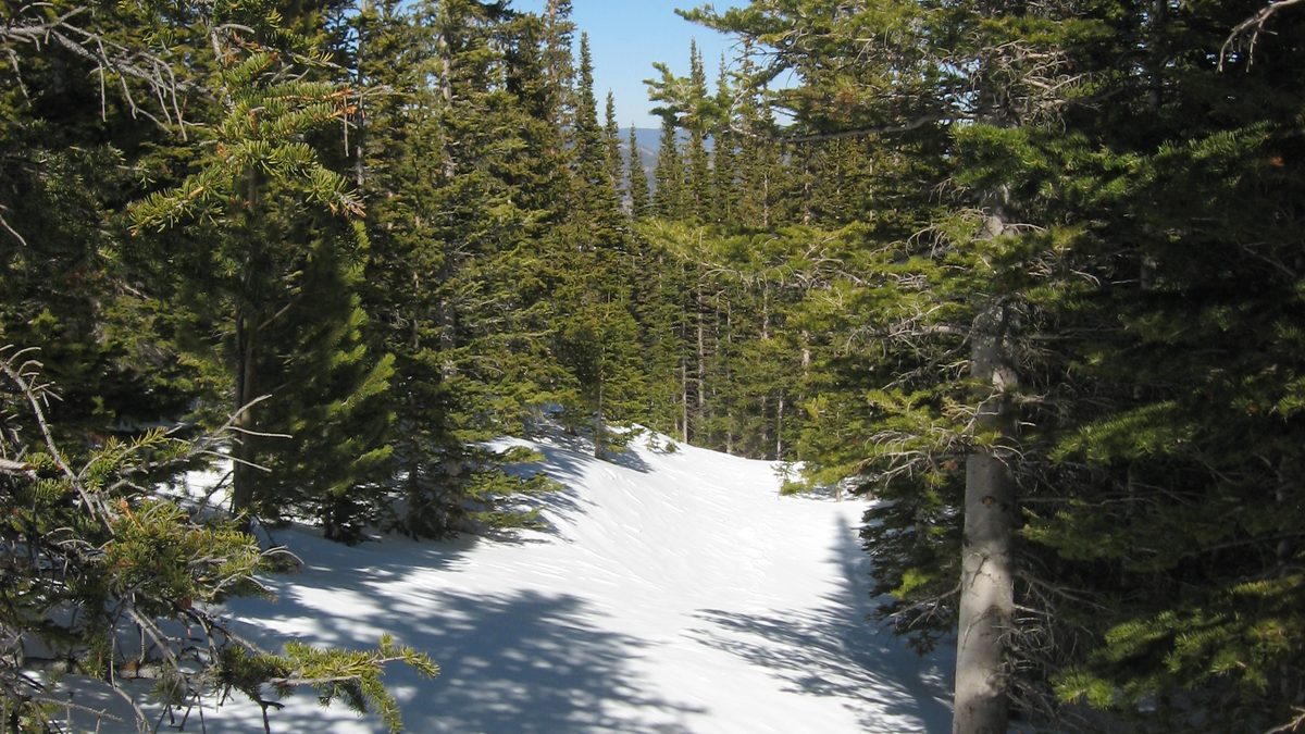 A snow-covered trail through spruce forest in the Colorado high country under a clear blue sky