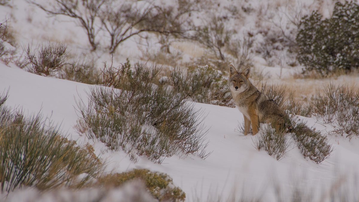 A coyote standing on a snow-covered slope among winter scrub in Palo Duro Canyon in the Texas Panhandle