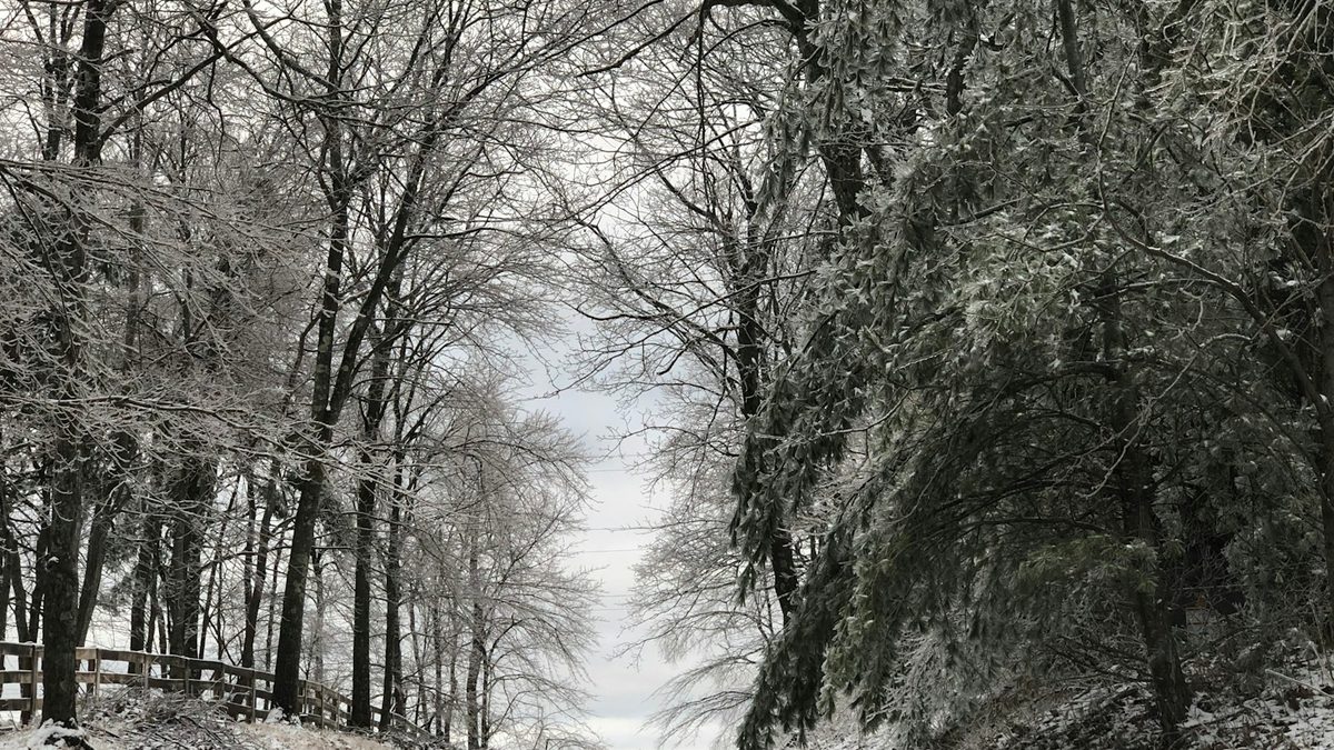 Ice and light snow coating bare trees and pines along a rural fence line under a grey sky