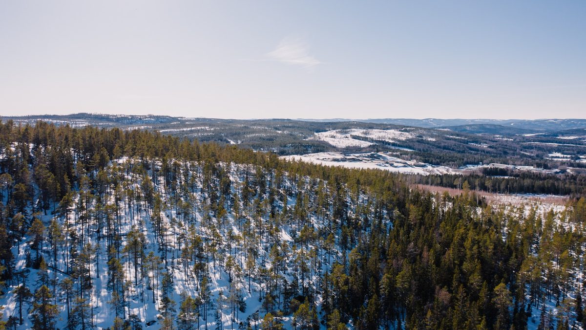 Snow lying between conifers across low forested ridges under a clear winter sky